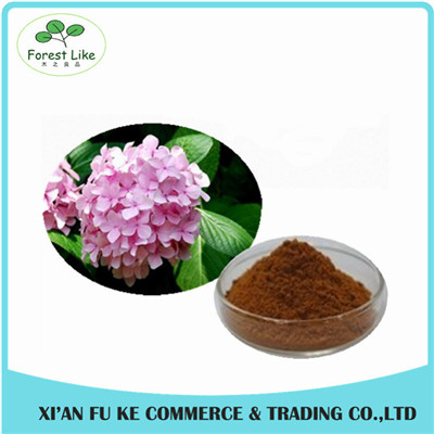 High Quality Hydrangea Root Extract Powder 5:1 - 20:1