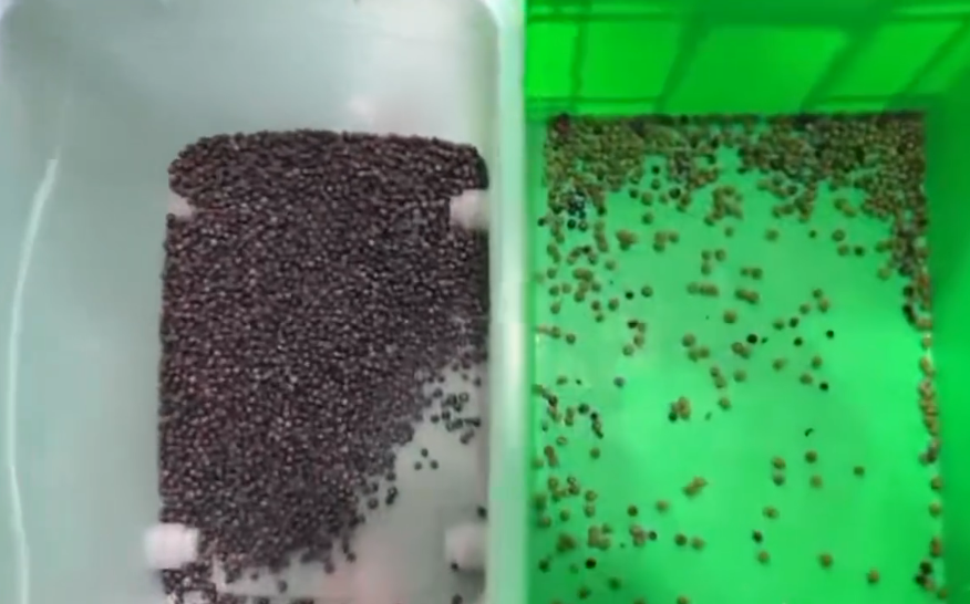 600mm Belt Width High Capacity Juniper Color Sorter Dried Raspberry Blueberry Grain Color Sorting Machine