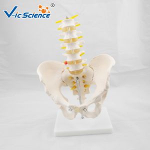Quality Bilological Vertebrae Anatomical Skeleton Model Pelvis With 5pcs Lumbar wholesale
