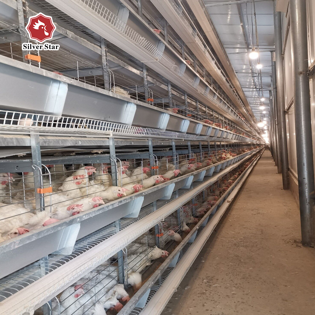H Type Egg Layer Chicken Cage Automatic Poultry Equipment