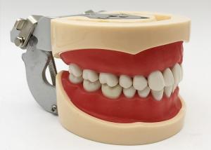 Quality Resin Dental Study Models Histology , Non Toxic Orthodontic Teeth Model wholesale