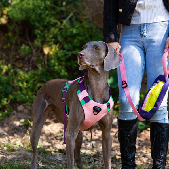 dog harness