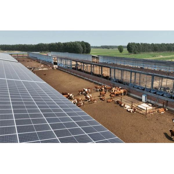 Custom Cow Shed Steel Structure Prefab Cattle Barns Dairy Farm Buildings RULY STEEL