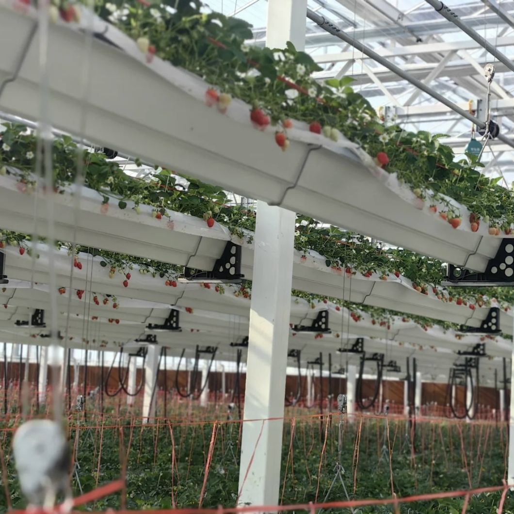 Glass Roof Greenhouse for Flower Growing