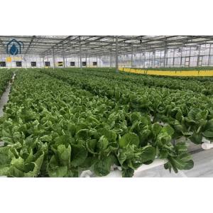 NFT Hydroponic Gully System For Leafy Greens Cultivation