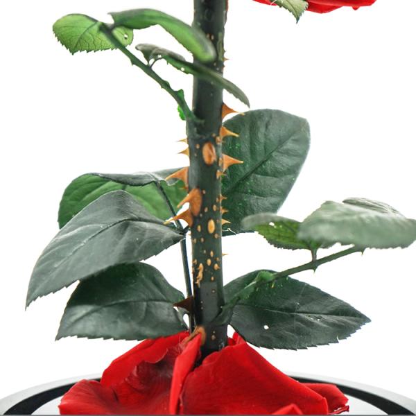 Everlasting Preserved Rose Glass Dome Bring A Unforgettable Experience