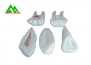 China PVC Plastic Soft Gum Teeth Model , Dental Models For Teaching CE ISO on sale