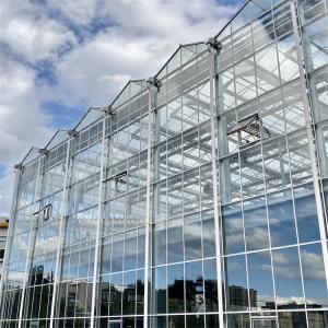 Quality Multispan Metal Frame Venlo Glass Greenhouse With High Durability wholesale