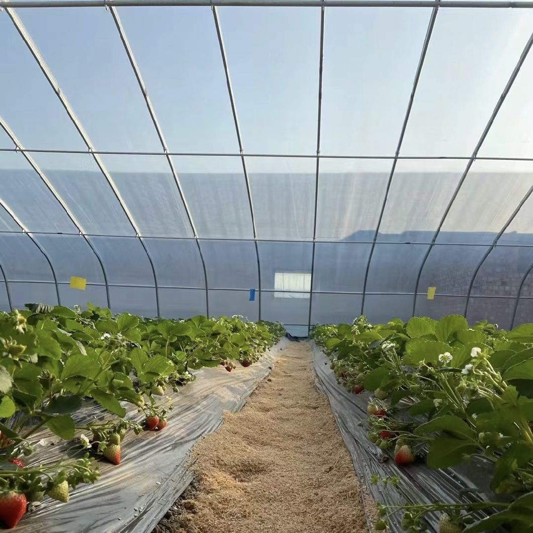 Flower Planting Sunlight Greenhouse