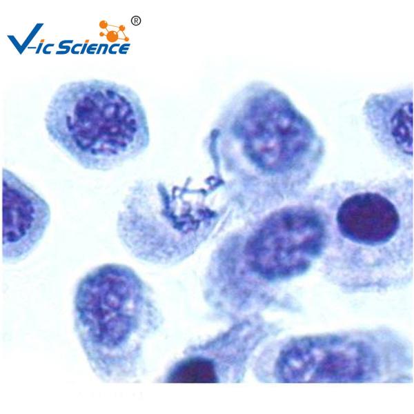 Cheap Reliable 12pcs Amscope Microscope Slides Onion Anther Meiosis Microscope Cover Glass Slides for sale