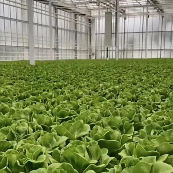 Galvanized Steel Tube Glass Greenhouse with Irrigation and Excellent Customer