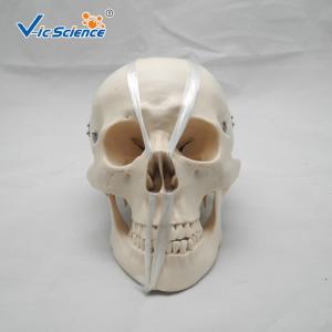 Quality Teaching Anatomical Skeleton Model Anatomy And Physiology Skull VIC-104 wholesale