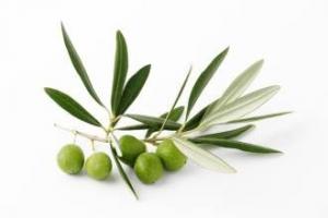 Quality Olive Leaf Extract Oleuropein 10%-40% HPLC high quality, Hydroxytyrosol 25%,40%, natural cosmetic  ingredients wholesale