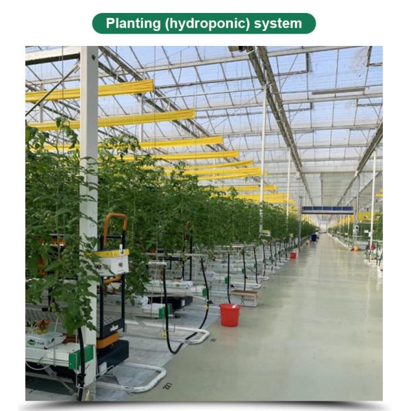 Height 3m Customized Agriculture Small Glass Garden Greenhouse for Vegetables Growing