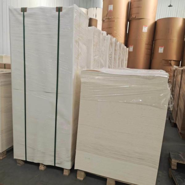Biodegradable PLA Coated Paper Sheet 150 - 350 Gsm For Disposable Tableware