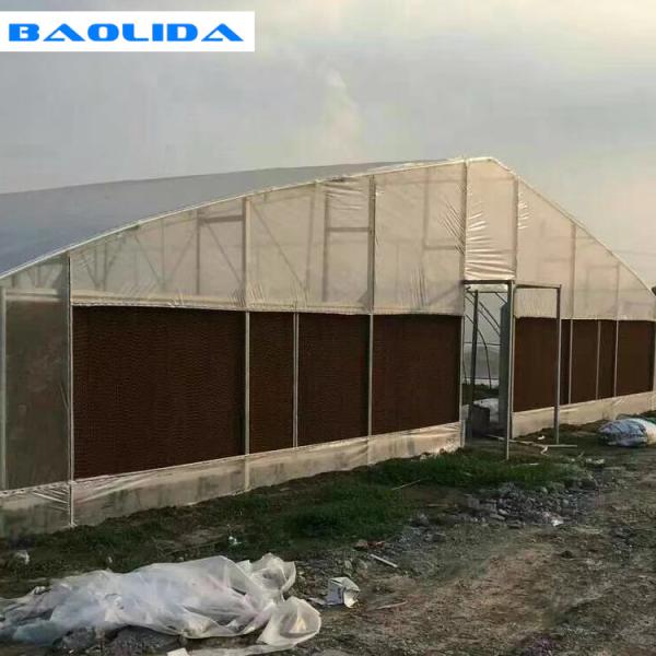 Vegetables Plant Polyethylene Film Greenhouse With Cooling System Easy Install