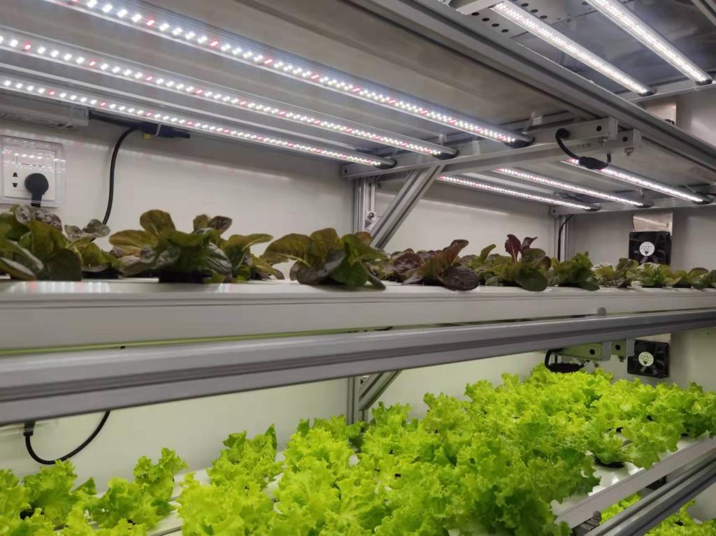 Shipping Container Greenhouse with Hydroponic Vertical Farming