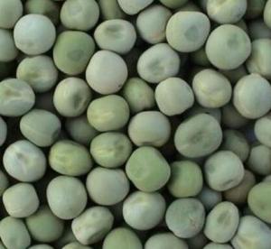Quality Food Grade Dried Garden Peas Green Beans Custom Packing 2 Years Shelf Life wholesale