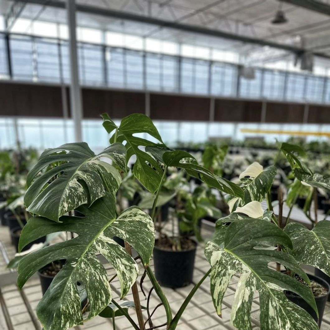 Shading Screen Hydroponic Glass Greenhouse for Flower Growing