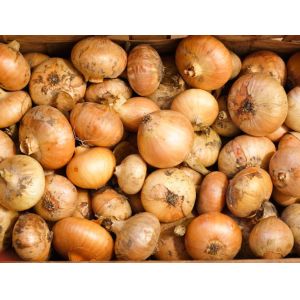 Quality Brain Refreshing Natural Spicy Yellow Spring Onions wholesale