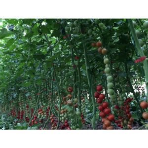 China Garden Hydroponic Intelligent Vertical Farming Home Hydroponic Growing System on sale