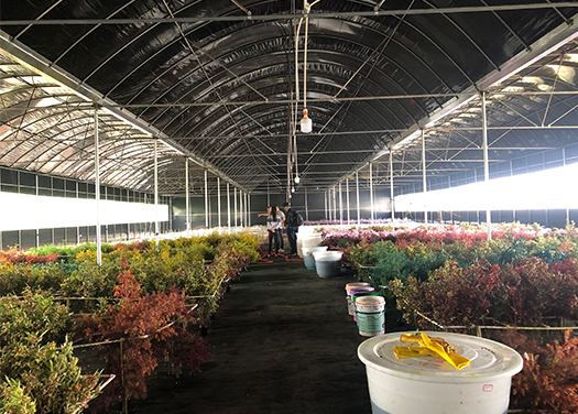 Beautiful Colorful Preserved Rose Flower For Home Indoor Decoration