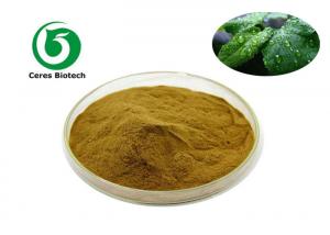 Quality Mint Flavor Powder 80 Mesh Peppermint Extract Powder wholesale
