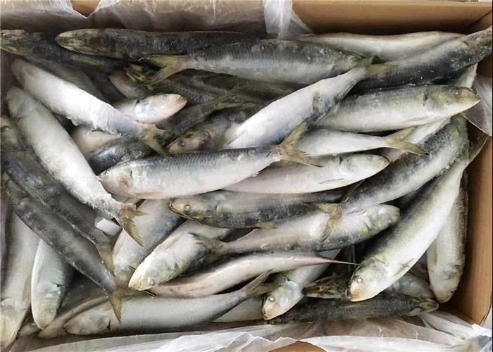 Sardinella Lemuru 100% Net Weight 90g Frozen Whole Sardines