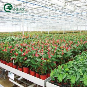 Large Customized Agricultural Glass Greenhouse with PVC Hydroponic Gutter System
