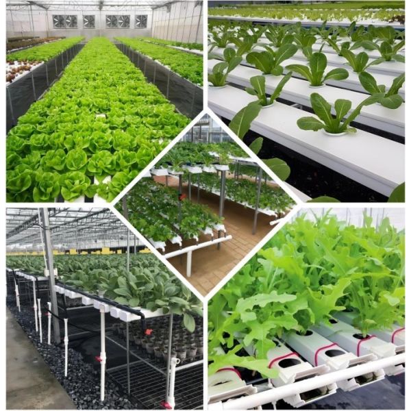 100x50mm Nft Hydroponic Gutter System Rain Pvc Channels Grow System For Lettuce Strawberry