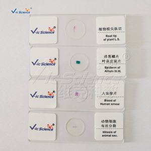 Quality Medical Doctors 25pcs Biological Microscope Slides wholesale