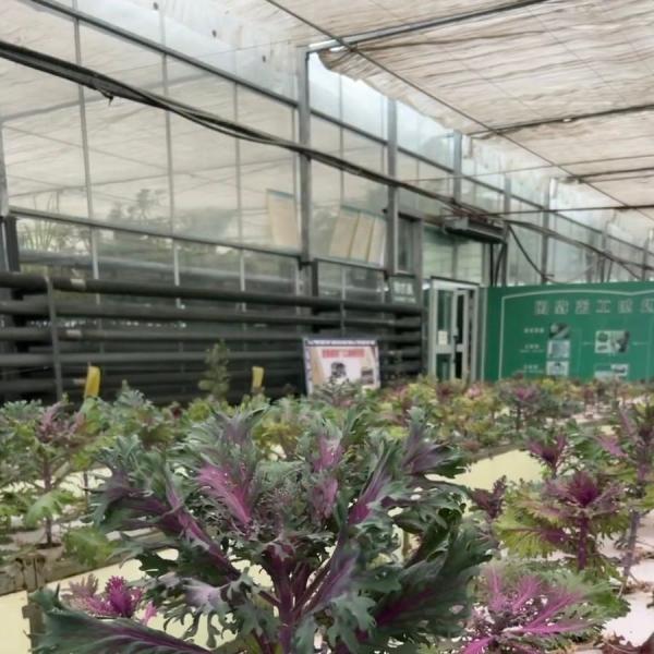 Reasonably Priced Glass Greenhouse Hydroponic System for Maximum Space