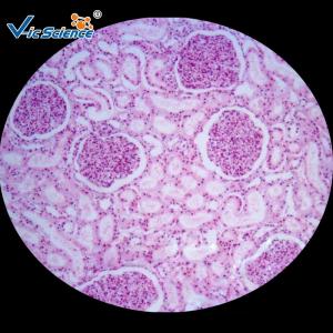 Quality Medicine Educational Pathology Microscope Slides / Human Pathology Glass Slides wholesale