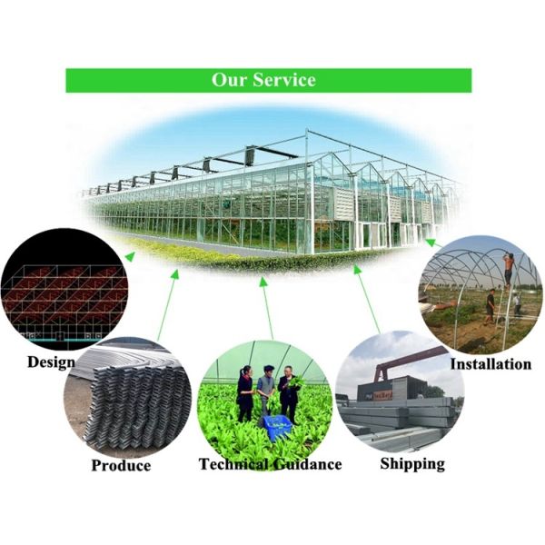 Multi Span Agriculture Greenhouse Height 3m Customized Length 50m