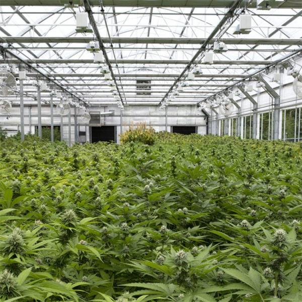 Medical Herbs Growing Commercial Automated Agriculture Poly Tunnel Light