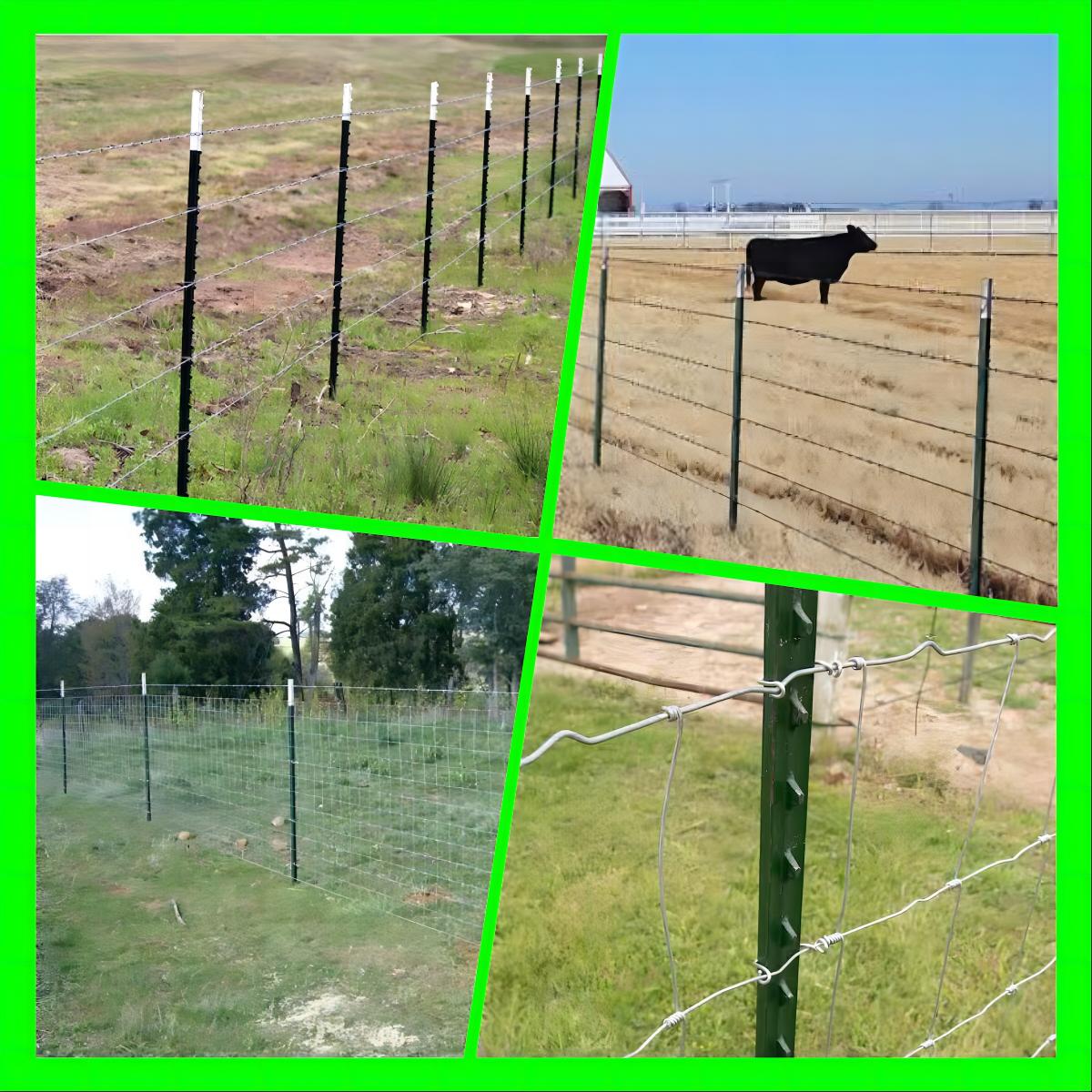 Cattle 6 Studded T Post Powder Coated Galvanized
